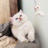پیشوایها نمکی و جذاب بیریتش