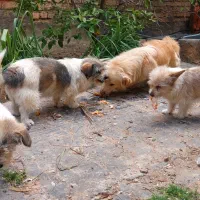 سگ نژادتریر