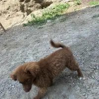 سگ پاکوتاه