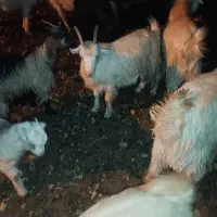 با سلام سه تا بز با ۴تا کهره با یه تیشتر