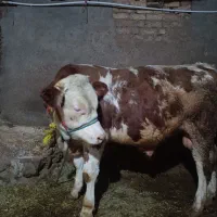 یک راس گوساله..دماخ