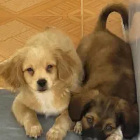 حیوان خانگی