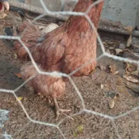 مرغ|حیوانات مزرعه|گیان, |دیوار