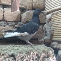 کبوتر وکفتر|پرنده|قم, نوبهار|دیوار