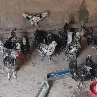 تخم مرغ گلین|حیوانات مزرعه|قم, تعویض پلاک|دیوار