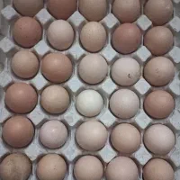 تخم مرغ نطقه دار امپراتور لایت