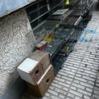 قفس طوطی،قناری،مرغ عشق