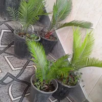 گل اپارتمانی|گل و گیاه طبیعی|خمینیشهر, |دیوار