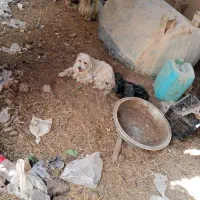 سه عدد سگ پاکوتاه|سگ|داراب, |دیوار