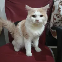 گربه نر آنکارا، ۲ ساله، پرانرژی آماده واگذاری