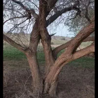 خریدار درخت اوکالیپتوس با کنوکاپتوس