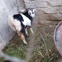 گوسفند فروش فوری