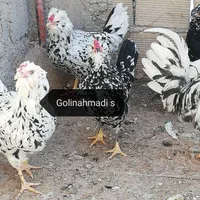 تخمرغ نطفه دار گلین لری|حیوانات مزرعه|اصفهان, ملک‌شهر|دیوار