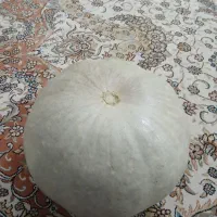 کدو  محلی  حلوایی