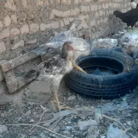 جوجه لاری|حیوانات مزرعه|تربتحیدریه, حسنی بالا|دیوار