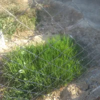 نشا پیاز|گل و گیاه طبیعی|دهدشت, |دیوار