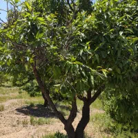 باغ درجه یک دوبر فنس کشی|فروش دفتر صنعتی، کشاورزی، تجاری|فولادشهر, فولادشهر|دیوار