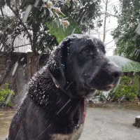 واگذاری سگ آلابای