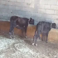 ۱۱عددگوسالهنروماده|حیوانات مزرعه|سروآباد, |دیوار