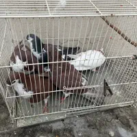 ۶عدد کفتر رنگه|پرنده|مشهد, ادیب نیشابوری (شهرک غرب)|دیوار