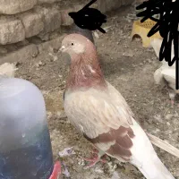 کفتر ماده تهرانی