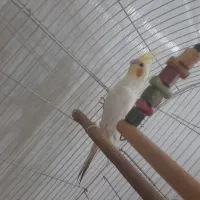 عروس هلندی|پرنده|کرمان, |دیوار