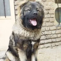 سگ قفقازی نرهفت ماهه