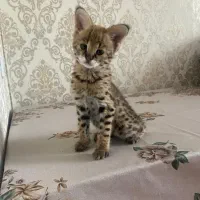 دوتا توله ساوانای خوشگل و گوگولی واگذاری رایگان