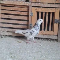 کفتر هما سرور
