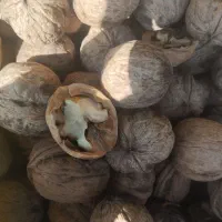 گردومحلی بافت