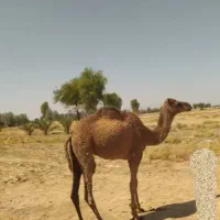 مجی فروشی مناسب برای داشت