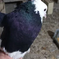 کبوتر طوقی سیاه سرکه ای