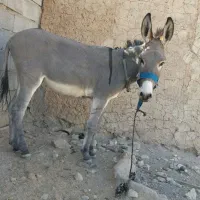 فروش|حیوانات مزرعه|جهرم, |دیوار