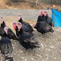 بوقلمون و اردک|حیوانات مزرعه|ماکلوان, |دیوار