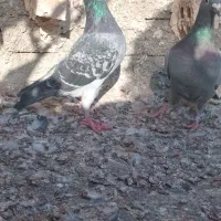 سار|پرنده|چناران, |دیوار