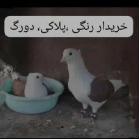 کبوتر