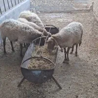 بره ماده رومانوف|حیوانات مزرعه|یزد, |دیوار