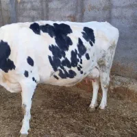 ماده گاو|حیوانات مزرعه|چناران, |دیوار