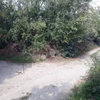 زمین باغی سنددار|فروش زمین و ملک کلنگی|نوکنده, |دیوار