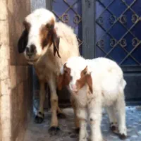 میش با بچه اش