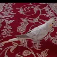 فروشِ عروس هلندی نر|پرنده|تنکابن, |دیوار