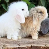 چشم اشکی اندازه کف دست|موش و خرگوش|اصفهان, احمدآباد|دیوار