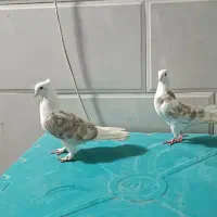 کفتر|پرنده|قم, هفت تیر|دیوار