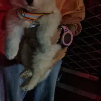 سامویید|سگ|رشت, سعدی (تختی)|دیوار