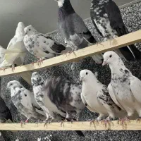 500کبوتردرجه یک|پرنده|قائمشهر, |دیوار