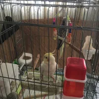 عروس هلندی|پرنده|تهران, شهرک امام خمینی|دیوار