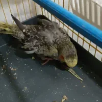 جوجه عروس هلندی|پرنده|تبریز, |دیوار