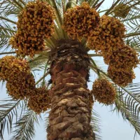 خرما و خارک درجه یک آبادان|خوردنی و آشامیدنی|تهران, مرزداران|دیوار