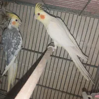 عروس هلندی لوتینو مولد جفت نر و ماده جوجه دادن|پرنده|اصفهان, خانه اصفهان|دیوار