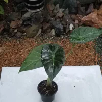 آلوکازیا رگال شیلد|گل و گیاه طبیعی|خمینی‌شهر, |دیوار